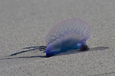 Portugese Man o'war