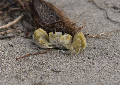 Atlantic ghost crab, Ocypode quadrata