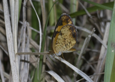 World Butterflies and moths.