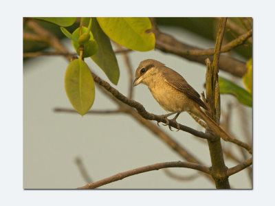 Brown Shrike (lanius cristatus)