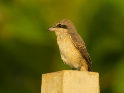 Brown Shrike (lanius cristatus)