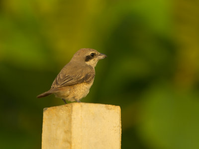 Brown Shrike (lanius cristatus)