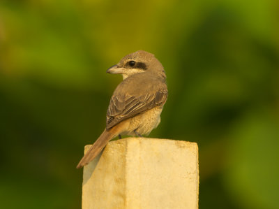 Brown Shrike (lanius cristatus)