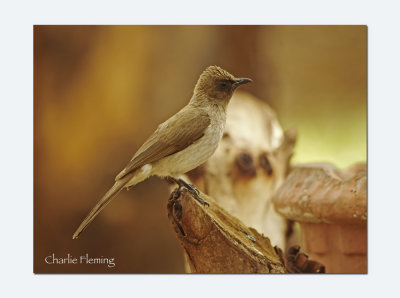 common bulbul (Pycnonotus barbatus) 