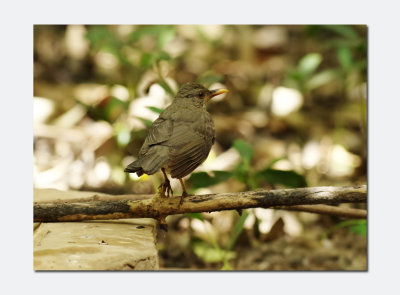 African Thrush (Turdus pelios)