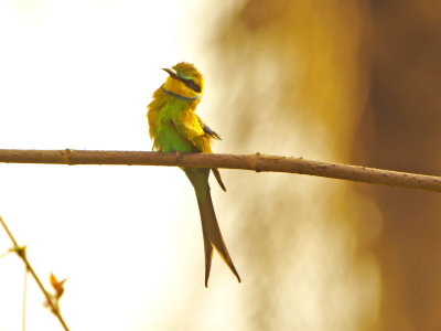 Swallow-tailed bee-eater (Merops hirundineus)