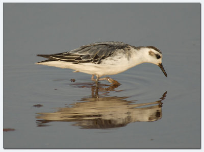 Grey Phalarope