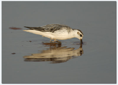 Grey Phalarope