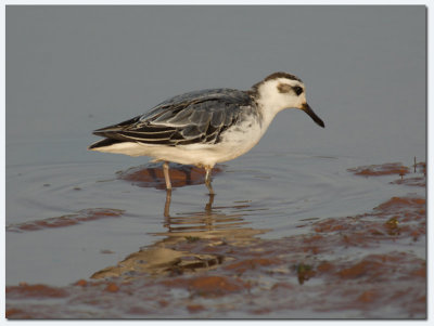 Grey Phalarope