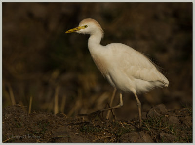 Cattle Egret -  Bulbulcus ibis