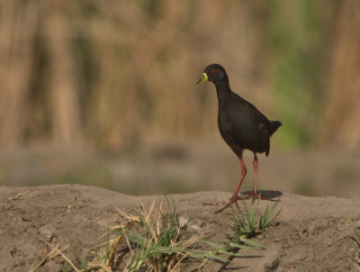 Black crake (Amaurornis flavirostra)