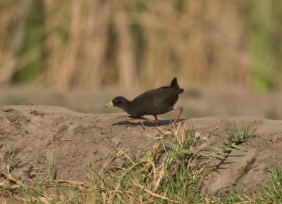 Black crake (Amaurornis flavirostra)