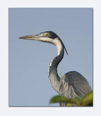 Black - headed Heron Ardea melanocephala