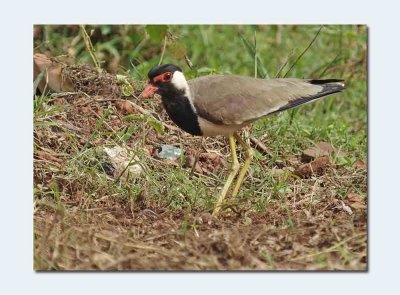 Red-wattled Lapwing