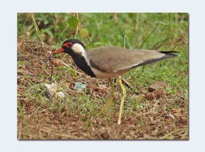Red-wattled Lapwing