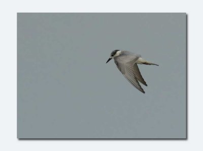 Whiskered Tern