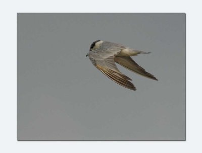 Whiskered Tern