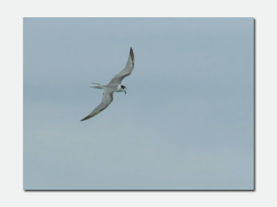 Roseate Tern