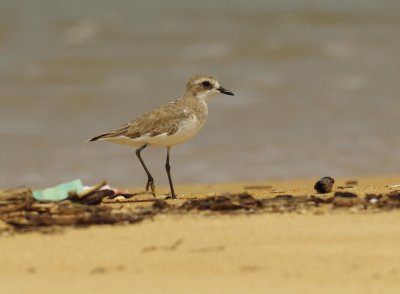  Lesser Sand Plover (Charadrius mongolus) 