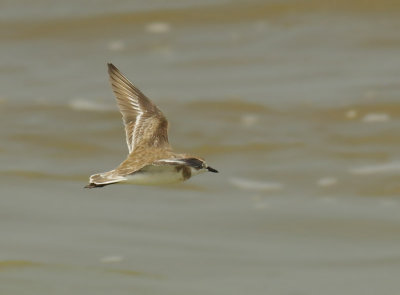  Lesser Sand Plover (Charadrius mongolus) 