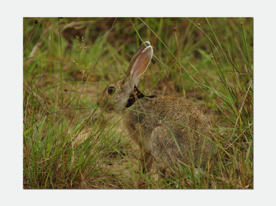 Indian Hare - Lepus nigricollis