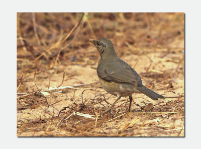 African Thrush (Turdus pelios)