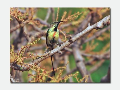Beautiful Sunbird.jpg