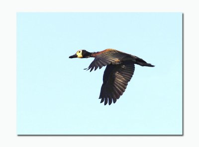 White-faced Whistling Duck (Dendrocygna viduata)