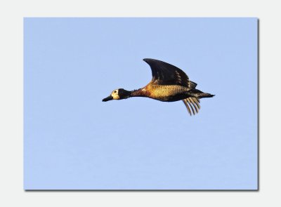 White-faced Whistling Duck (Dendrocygna viduata)