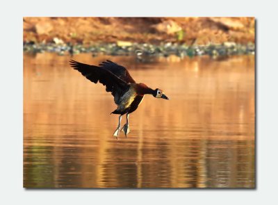 White-faced Whistling Duck (Dendrocygna viduata)