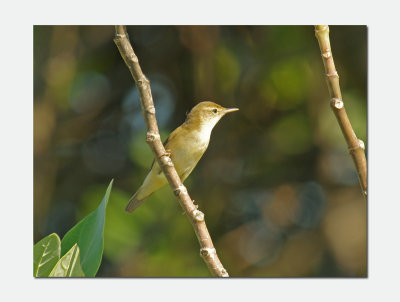 Blyth's reed warbler (Acrocephalus dumetorum) 