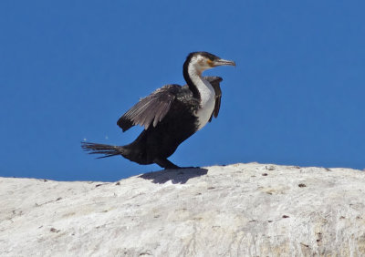 White-breasted cormorant (Phalacrocorax lucidus)