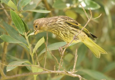 Forest canary (Serinus scotops) 