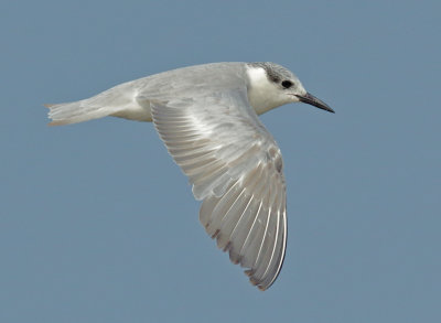 Whiskered Tern