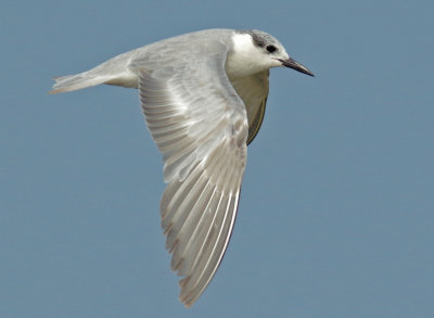 Whiskered Tern