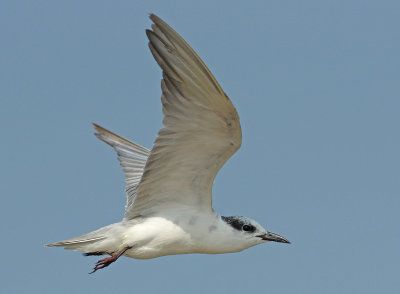 Whiskered Tern