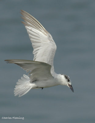 Whiskered Tern