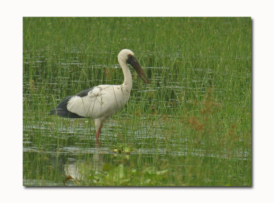 Asian Openbill Stork (Anastomus oscitans) 