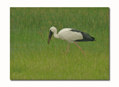 Asian Openbill Stork (Anastomus oscitans) 