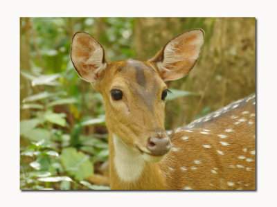 Sri Lankan axis deer (Axis axis ceylonensis) 