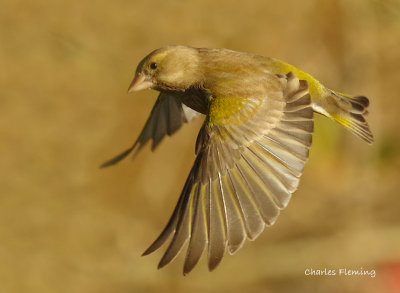 Greenfinch