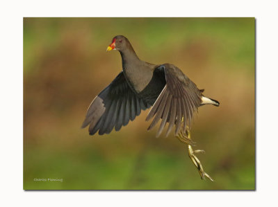 Moorhen - Gallinula chloropus