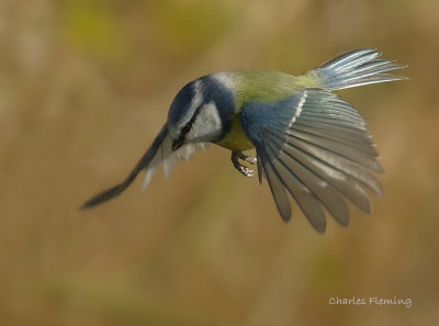 Blue Tit