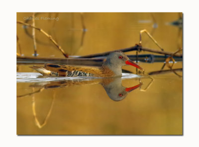 Water Rail