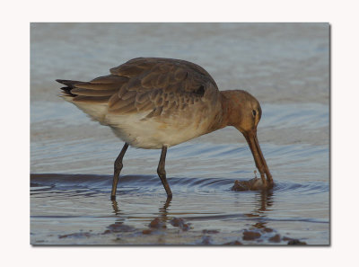 Black tailed Godwit