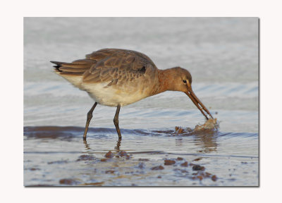 Black tailed Godwit