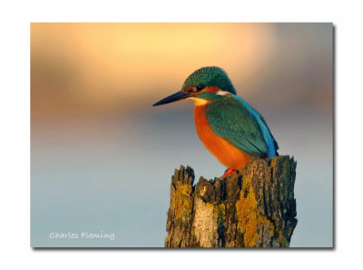 Kingfisher- Alcedo athis