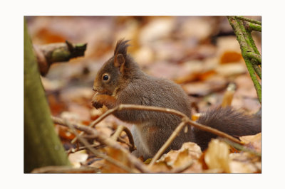 Red Squirrel