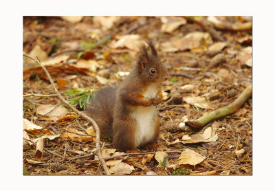 Red Squirrel