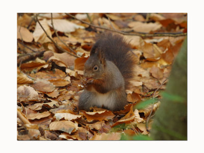 Red Squirrel